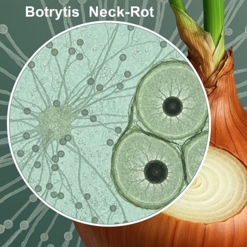 Onion neck rot disease