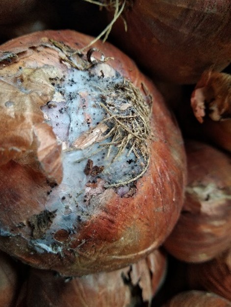 Healthy vs rotten onions comparison