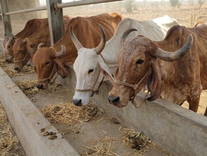 Dry land and livestock feed challenges